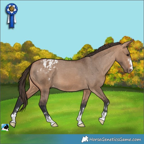 Horse Color:Bay Dun Appaloosa 