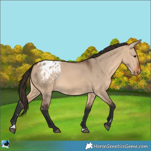 Horse Color:Bay Dun Appaloosa 