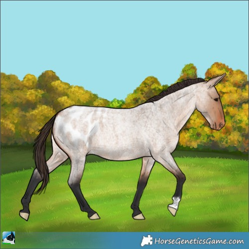 Horse Color:Bay Roan Dun Appaloosa 