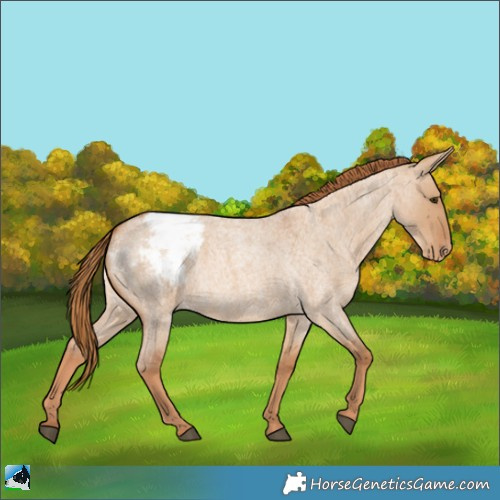 Horse Color:Red Dun Roan Appaloosa 