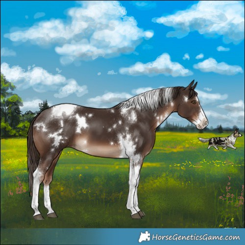 Horse Color:White Spotted Liver Chestnut Splash Tobiano