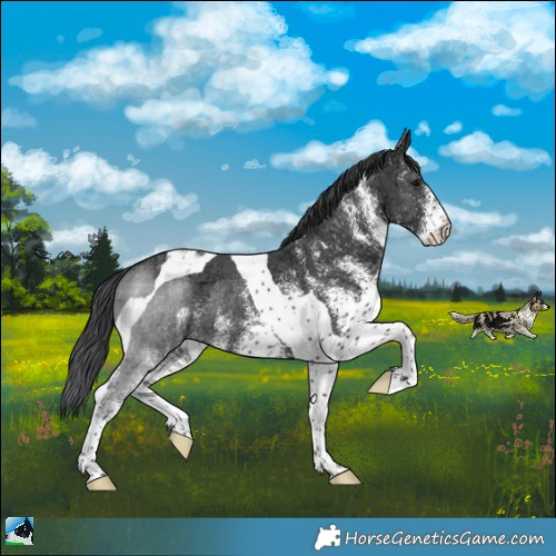 Horse Color:White Spotted Black Ice Tobiano Rabicano 