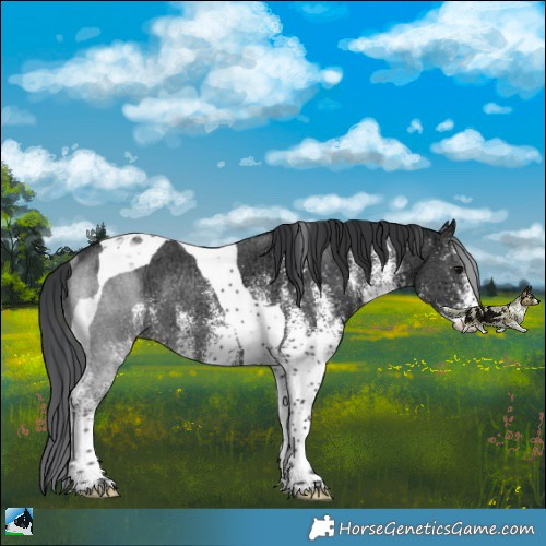 Horse Color:White Spotted Black Ice Tobiano Rabicano 