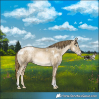 Horse Color:White Spotted Buckskin Pearl Tobiano Rabicano