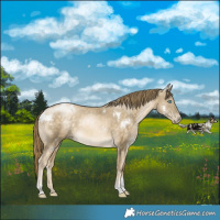 Horse Color:White Spotted Buckskin Pearl Tobiano Rabicano