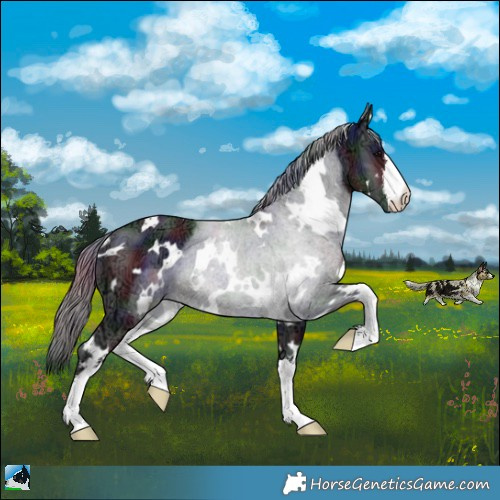 Horse Color:Nacre White Spotted Black Ice Rabicano