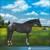 Horse Color:Black Tobiano 