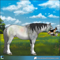 Horse Color:White Spotted Blue Roan Rabicano 