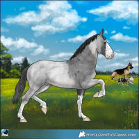 Horse Color:White Spotted Blue Roan Rabicano 
