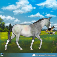 Horse Color:White Spotted Blue Roan Rabicano