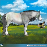 Horse Color:White Spotted Blue Roan Rabicano 