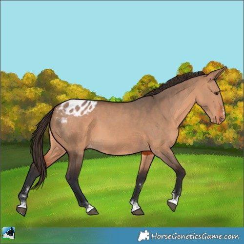 Horse Color:Bay Dun Appaloosa 