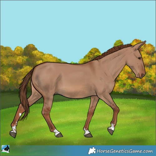Horse Color:Red Dun 