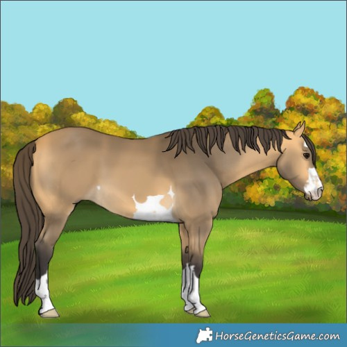 Horse Color:Buckskin 