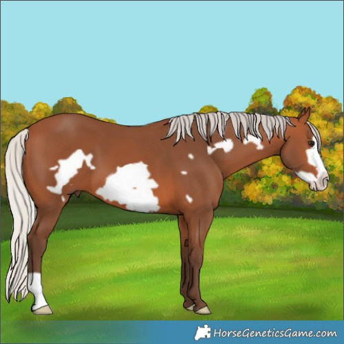 Horse Color:Silver Bay Frame 