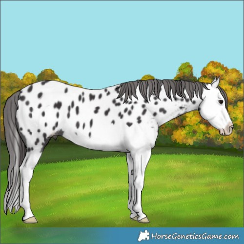 Horse Color:Smoky Black Splash Near Leopard 