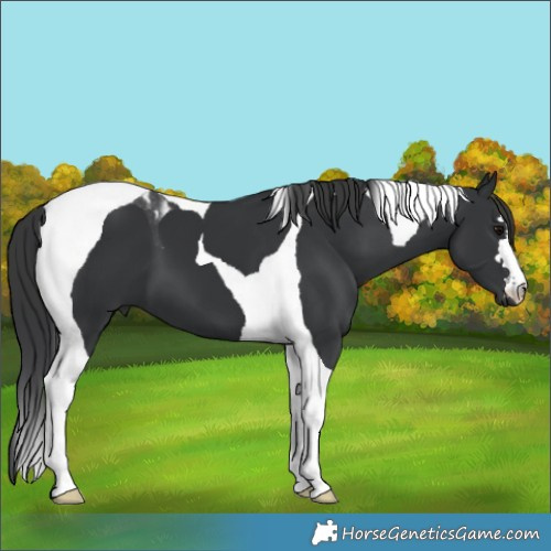 Horse Color:Black Tobiano 