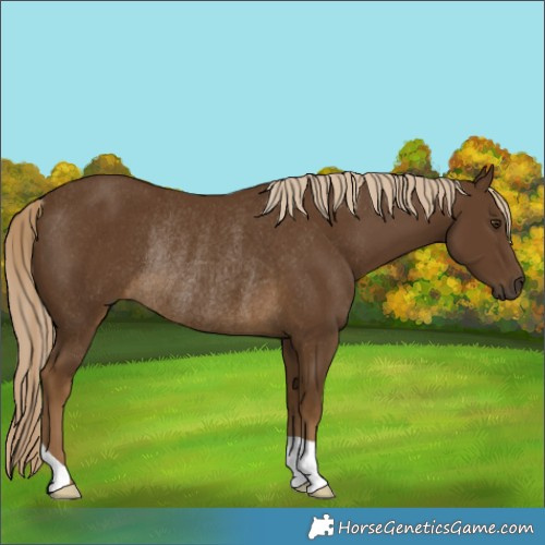Horse Color:Chocolate Palomino Rabicano 