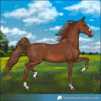 Horse Color:Chestnut 