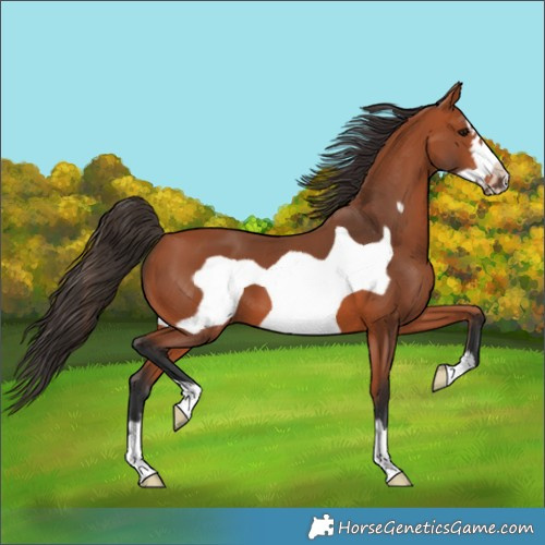 Horse Color:Bay Frame 