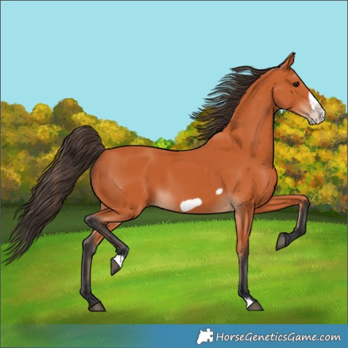 Horse Color:Bay Frame 