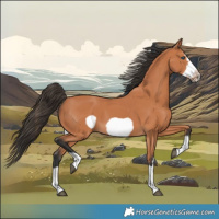 Horse Color:Bay Frame 