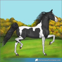 Horse Color:Black Splash Tobiano 