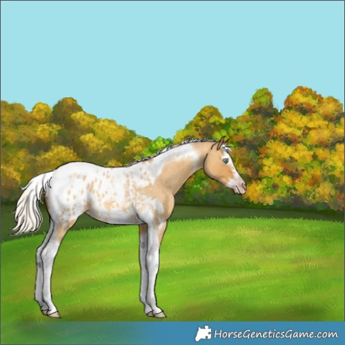 Horse Color:Gray Silver Amber Cream Champagne Roan Dun Splash Tobiano Frame Blanket Rabicano 