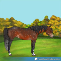Horse Color:Brown Appaloosa 