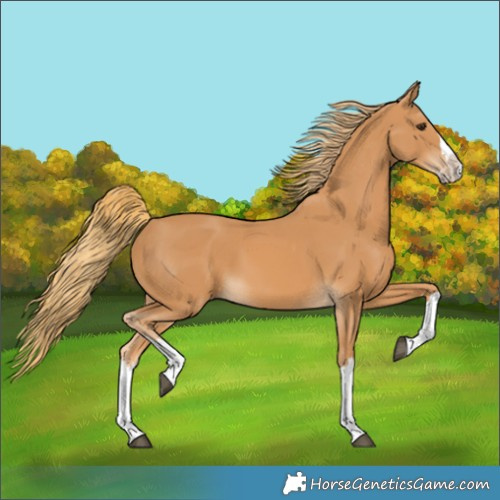 Horse Color:Chestnut Splash 
