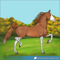 Horse Color:Chestnut Splash 