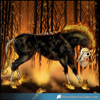 Horse Color:Gray Void Brown Tobiano Appaloosa