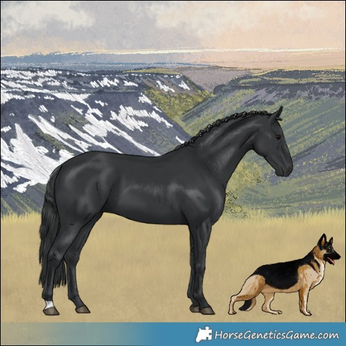 Horse Color:Black 