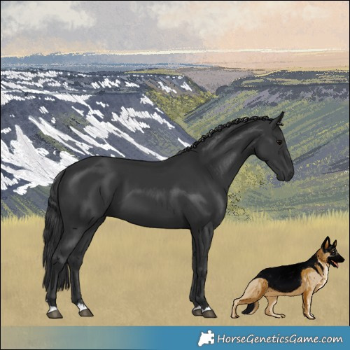 Horse Color:Black 
