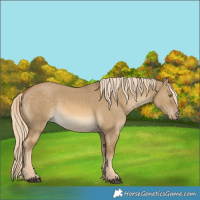 Horse Color:Chocolate Palomino Dun Mushroom Appaloosa Rabicano 