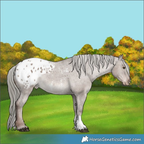 Horse Color:Liver Red Dun Mushroom Sabino Appaloosa 