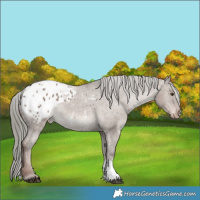 Horse Color:Liver Red Dun Mushroom Sabino Appaloosa