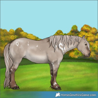 Horse Color:White Spotted Liver Red Dun Mushroom 