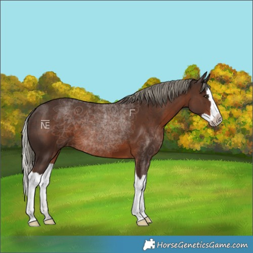 Horse Color:Liver Chestnut Mushroom Splash 