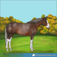 Horse Color:Liver Chestnut Mushroom Splash