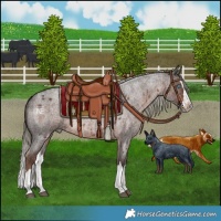 Horse Color:Liver Red Roan Mushroom Splash Rabicano 