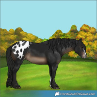 Horse Color:Gray Brown Mushroom Sabino Appaloosa 