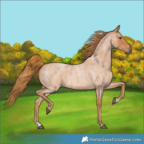 Horse Color:Red Roan 
