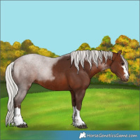 Horse Color:Silver Brown Rabicano