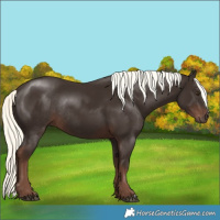 Horse Color:Liver Chestnut Mushroom Rabicano 