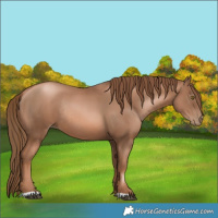 Horse Color:Liver Chestnut Pearl Rabicano