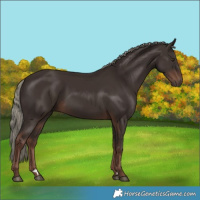 Horse Color:Liver Chestnut Mushroom Rabicano 