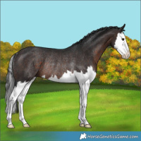 Horse Color:Brown Mushroom Splash Rabicano