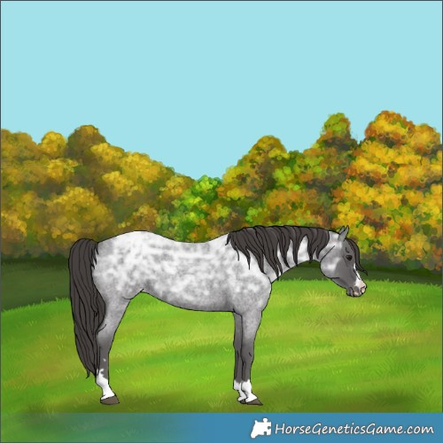 Horse Color:Smoky Blue Ice Roan Appaloosa Rabicano 
