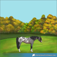 Horse Color:Brown Roan Appaloosa